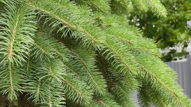 Close-up of a green spruce branch swaying in the wind.