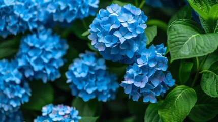 A bunch of blue flowers with green leaves