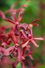 Close-up of stunning Arachnis orchids with vibrant orange and maroon petals, captured in natural daylight with a beautiful bokeh background.