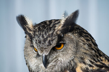 great horned owl