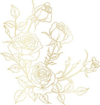 Luxury Rose flowers gold line art illustration