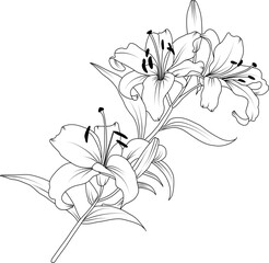 Lilly flowers line art illustration