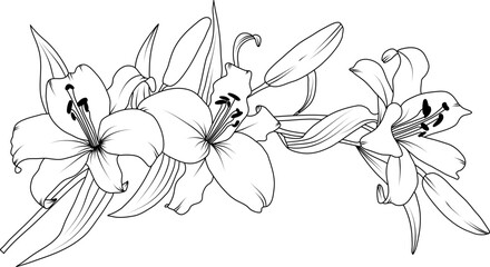 Lilly flowers line art illustration