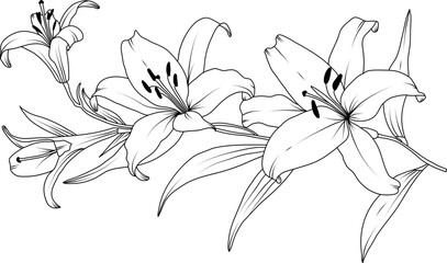 Lilly flowers line art illustration