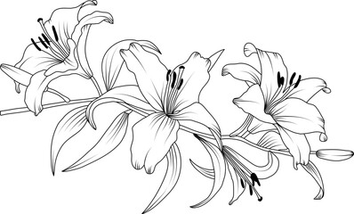 Lilly flowers line art illustration