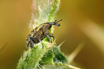 Großer Distelrüssler (Larinus sturnus) Rüsselkäfer in Seitenansicht auf einer Kratzdistel (Cirsium) - Baden-Württemberg, Deutschland