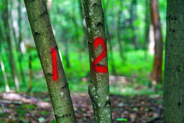 Numbered trees marked in red paint for logging, illustrating forestry management and tree selection in a woodland setting