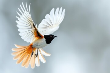 Asian Paradise Flycatcher flying in the sky