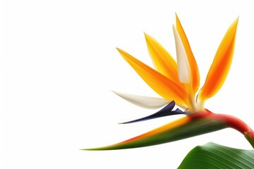 Bird of Paradise Flower on White Background