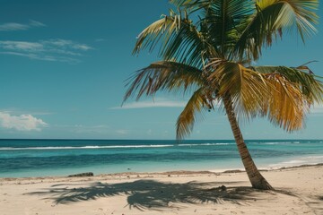 Fototapeta premium Palm on the beach Dominican republic