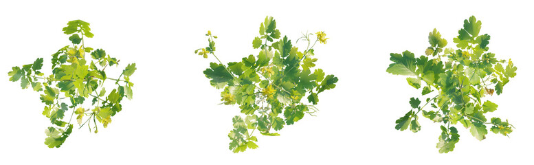 Chelidonium majus plant top view plan 4k png cutout isolate