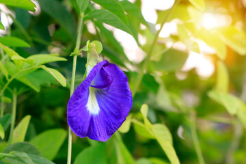 Butterfly pea flower (Clitoria ternatea)