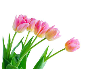 Pink tulip on white background.