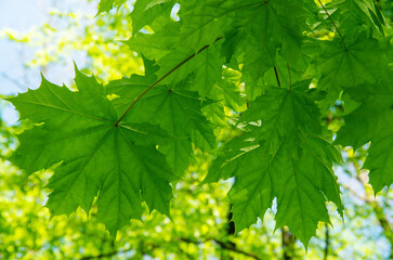 Green nature background with maple leaves background