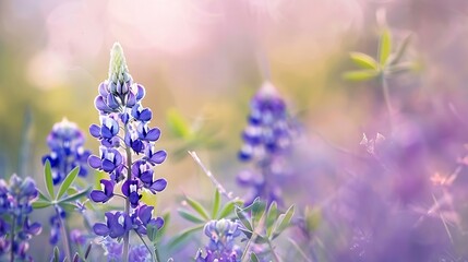 Naklejka premium Closeup blossom Bluebonnet at the rolling hills country side meadow blossom Texas state flower in springtime near Dallas Texas America Scenic view landscape of wildflower : Generative AI