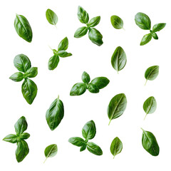 Fototapeta premium A collection of fresh green basil leaves arranged on a transparent background, perfect for culinary, food and herb related projects. 