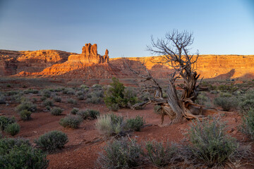 Twister Juniper in Valley of the Gods