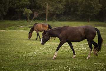 Fototapeta premium two horses graze on a green meadow on a summer day 