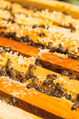 Bees in a hive on a honeycomb