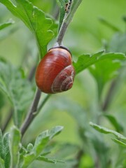 Geh&auml;useschnecke an Blumenst&auml;ngel im Freien
