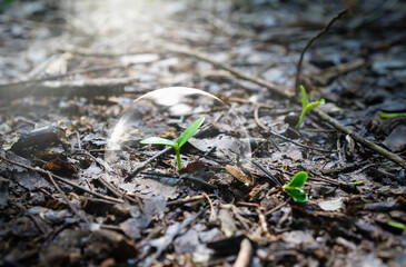 Many trees are growing from fertile soil inside air bubble on green nature Tropical rainforest background, natural environment preservation, Environmental Earth Day banner.