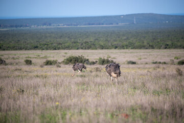 Naklejka premium Ostrich seen walking in grass in search of food