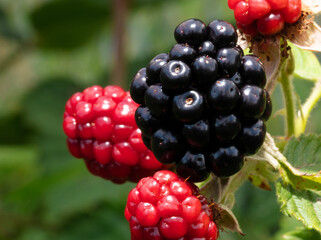 Fat ripe blackberry on the bush