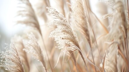 Pampas grass in autumn Natural background Dry beige reed Pastel neutral colors and earth tones Banner Selective focus : Generative AI