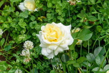 Beautiful yellow and white blooming rosebud on a background of clover leaves.