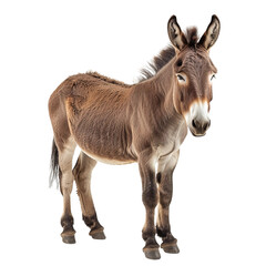 Obraz premium donkey isolated on white background