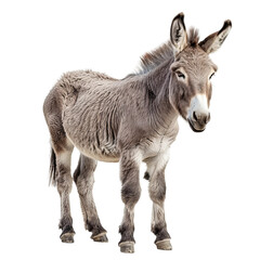 Fototapeta premium portrait of a donkey