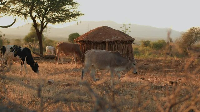 Herd of cows graze freely next to branches hut and thatched roof in savannah settlement overlooking range of hazy mountains on horizon