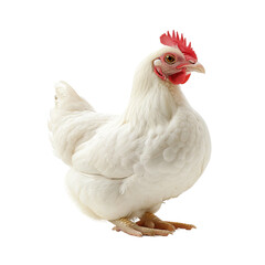 Fototapeta premium chicken isolated on white