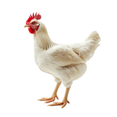 Fototapeta premium rooster isolated on white