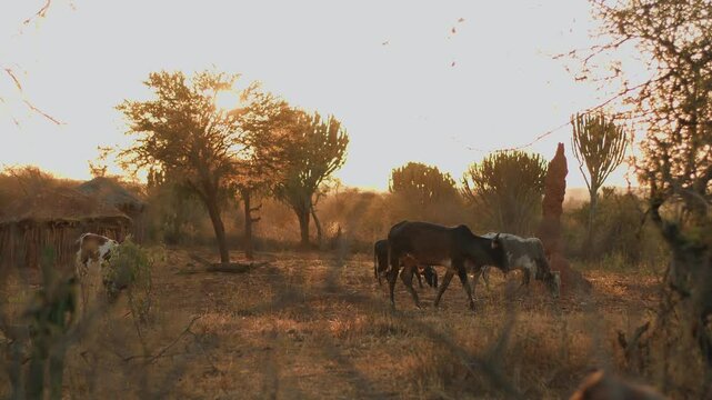 Herd of cows grazes in savannah on outskirts of settlement with bomas huts. Livestock farming is basis of life in Africa. Obtaining and consuming meat and dairy products