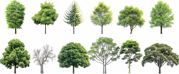 Diverse Collection of Green Trees Isolated on White Background