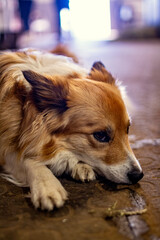 A dog laying on the ground with its head resting, looking peaceful