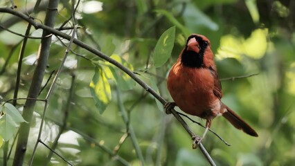 A male northern or red cardinal ((Cardinalis cardinalis) near a nest in a summer forest.