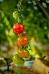 Tomatoes hanging from a vine in a greenhouse, showcasing vibrant red fruits grown in a controlled environment
