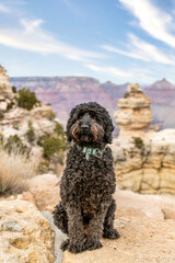 black dog at  Grand Canyon