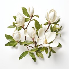 Fototapeta premium White magnolia flowers and buds with green leaves