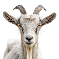 Obraz premium Long horns goat isolated on background isolated on white background
