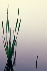 Cattail Leaves and Calm Pond