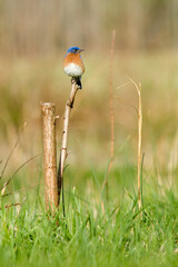 Eastern Bluebird