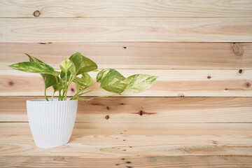 Devil's ivy Golden Pothos on wooden table and Pine wood background