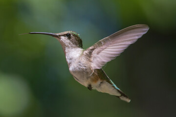 Fototapeta premium Hummingbird in flight