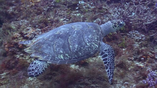 The loggerhead turtle filmed underwater in mexico