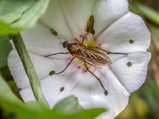 Empis livida fly inside white flower cup