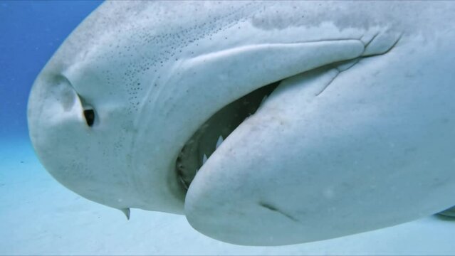 tiger shark and great hammerhead sharks swim into camera