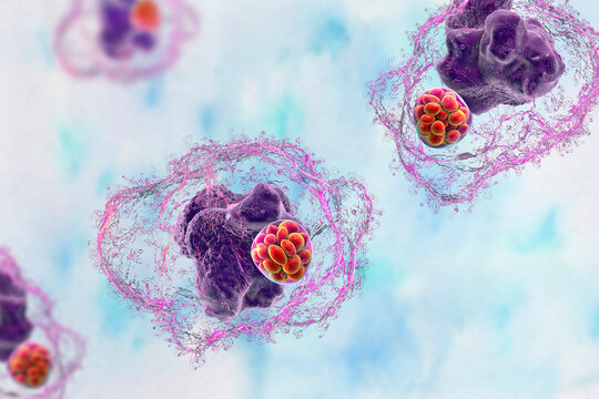 Ehrlichia bacteria morula within macrophages, 3D illustration